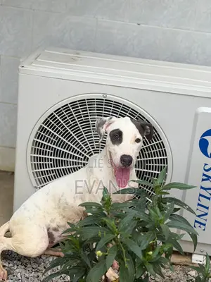 1-3 mois Homme Pure race Akita