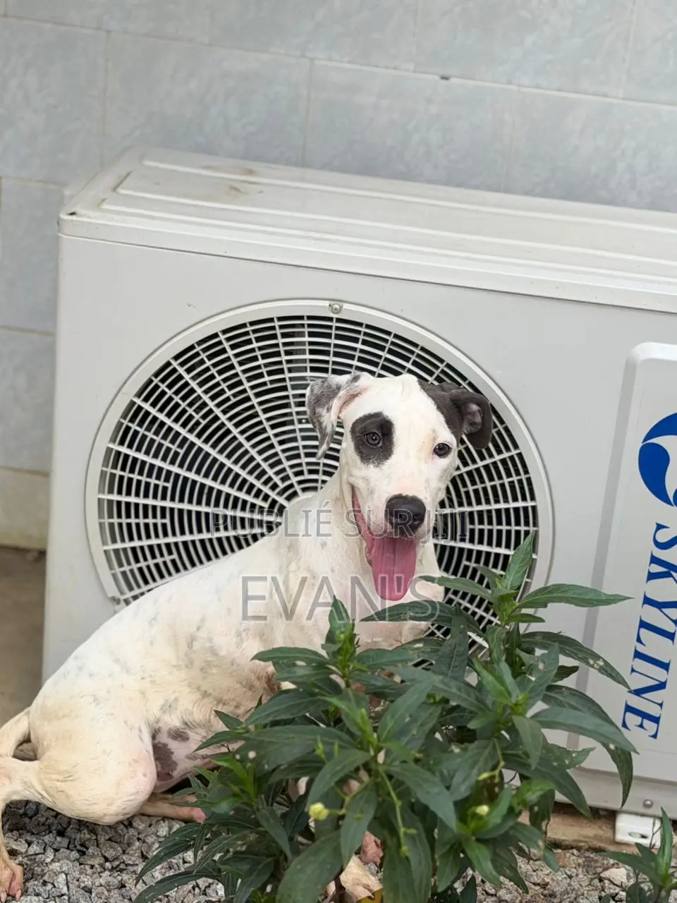 1-3 mois Homme Pure race Akita