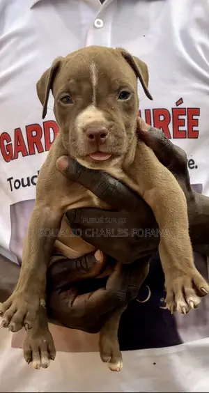 1-3 mois Homme Pure race American Pit Bull Terrier