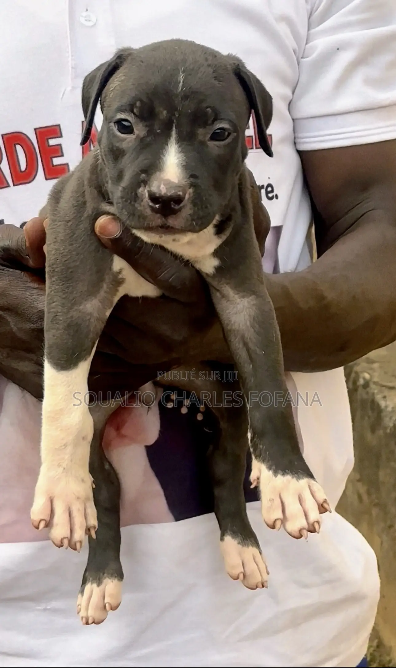 1-3 mois Homme Pure race American Pit Bull Terrier
