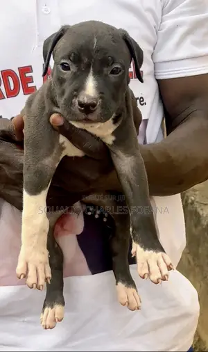 1-3 mois Homme Pure race American Pit Bull Terrier