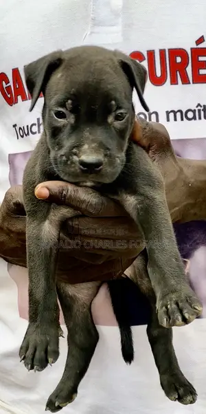 1-3 mois Homme Pure race American Pit Bull Terrier