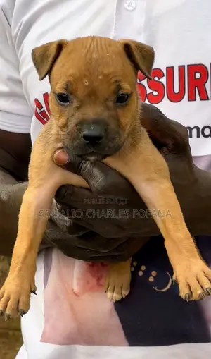 1-3 mois Homme Pure race American Pit Bull Terrier