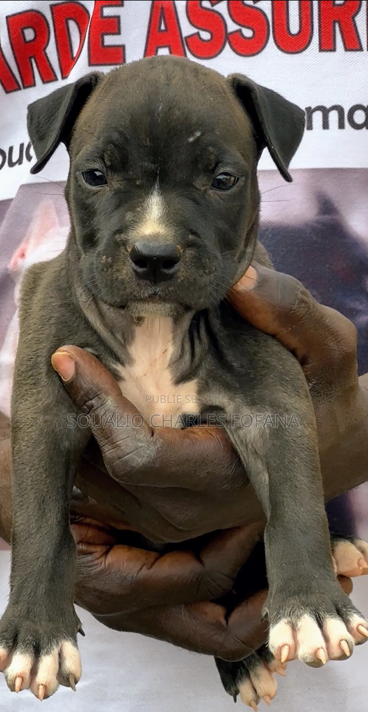 1-3 mois Homme Pure race American Pit Bull Terrier