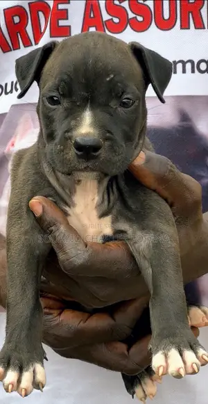 1-3 mois Homme Pure race American Pit Bull Terrier