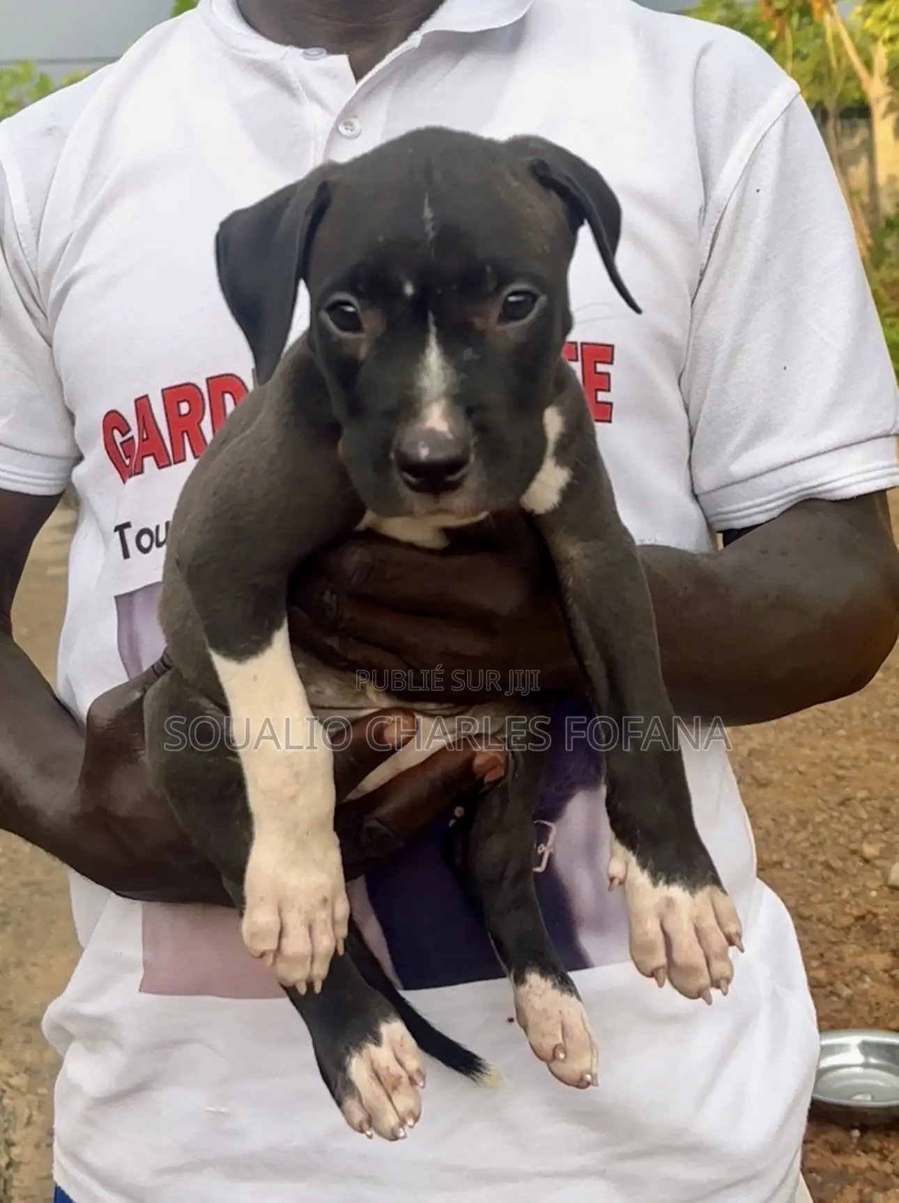 1-3 mois Homme Pure race American Pit Bull Terrier
