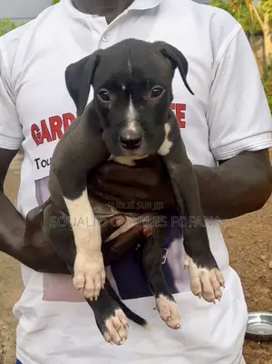 1-3 mois Homme Pure race American Pit Bull Terrier