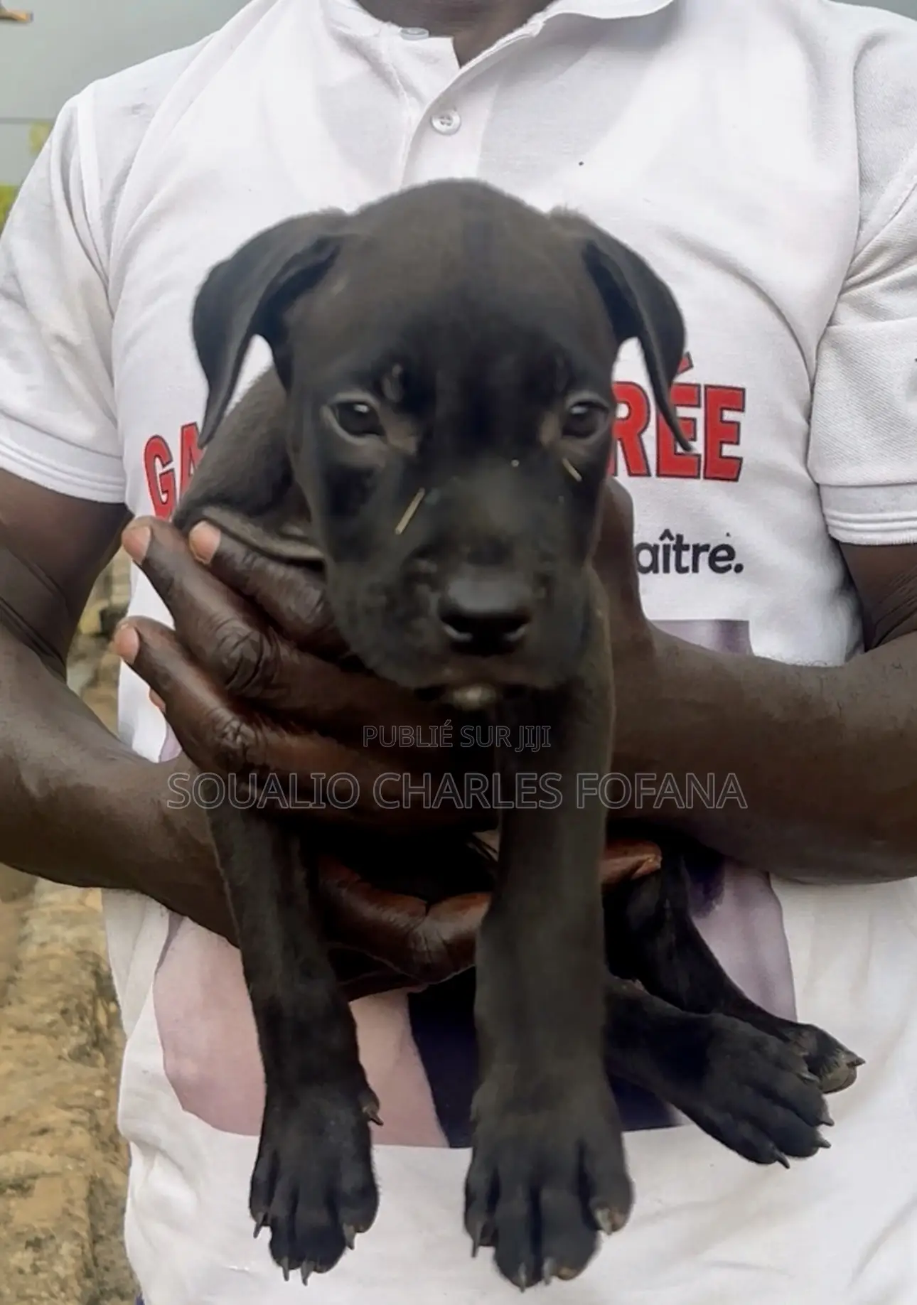 1-3 mois Homme Pure race American Pit Bull Terrier