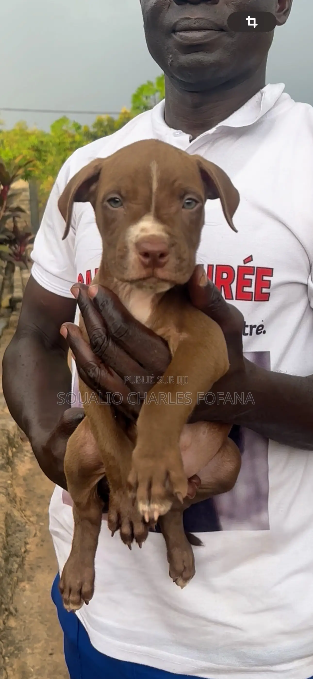1-3 mois Homme Pure race American Pit Bull Terrier