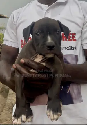 1-3 mois Homme Pure race American Pit Bull Terrier