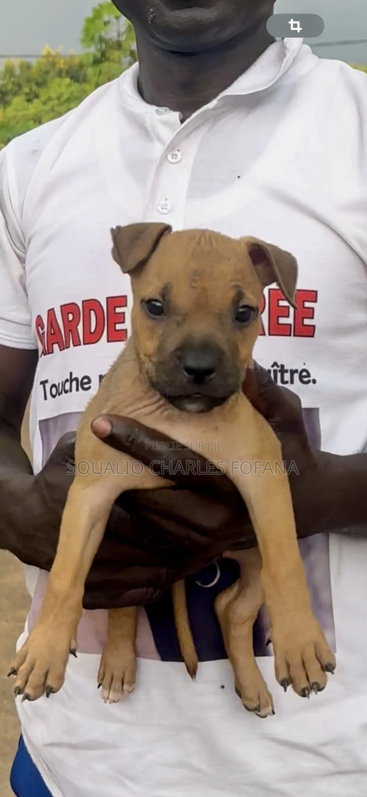 1-3 mois Homme Pure race American Pit Bull Terrier