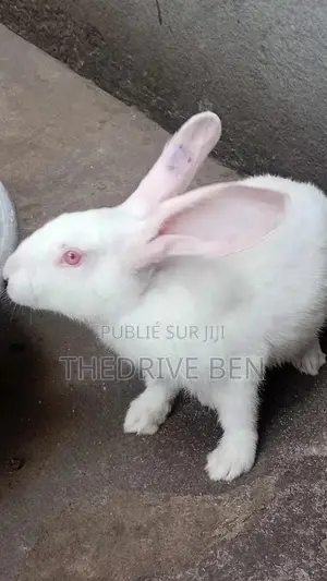 Lapin De Consommation
