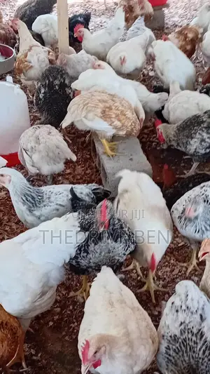 Poulets Kuroilers Disponibles À La Ferme. Goût, Saveur Et Fermeté.