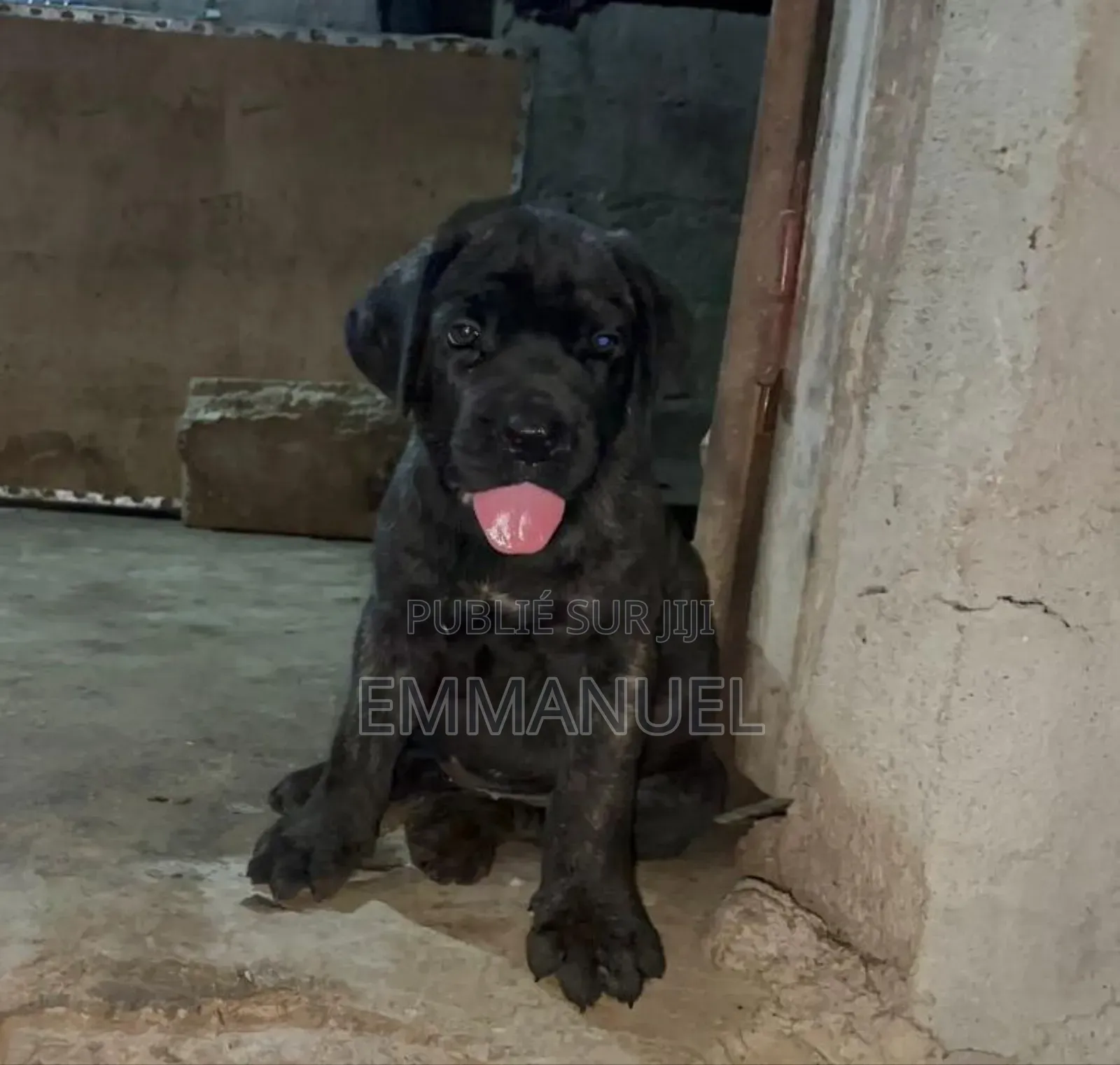 1-3 mois Homme Pure race Boerboel
