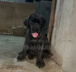1-3 mois Homme Pure race Boerboel