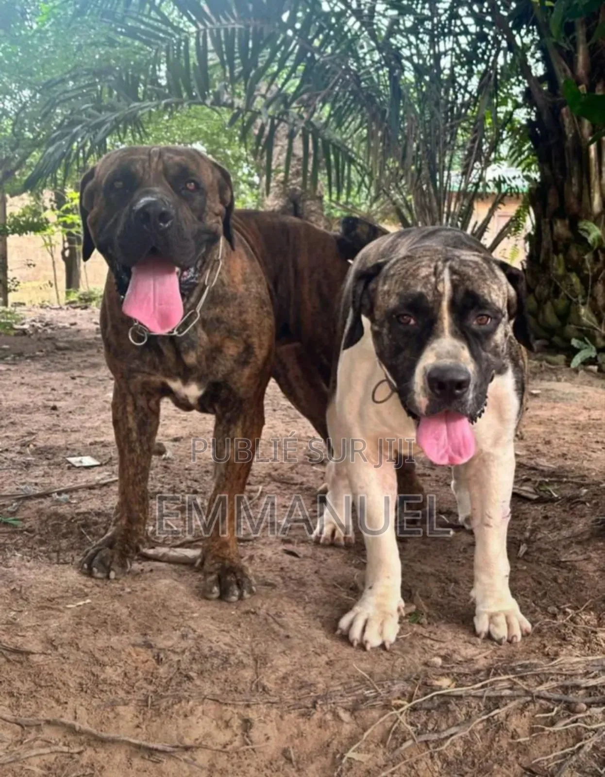 1-3 mois Homme Pure race Boerboel