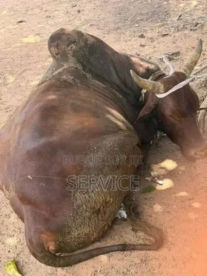 Un Vie Ou Vous Avez Déjà Passé Et Que Vous Êtes