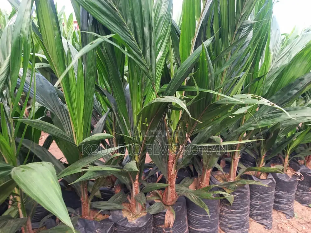 Création De Plantation Et Vente De Pépinière De Palmier À Huile