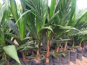 Création De Plantation Et Vente De Pépinière De Palmier À Huile
