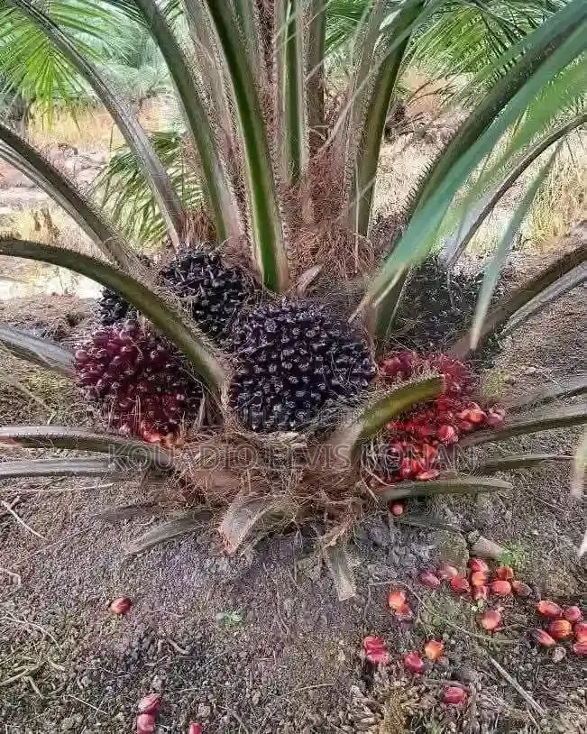 Création De Plantation Et Vente De Pépinière De Palmier À Huile