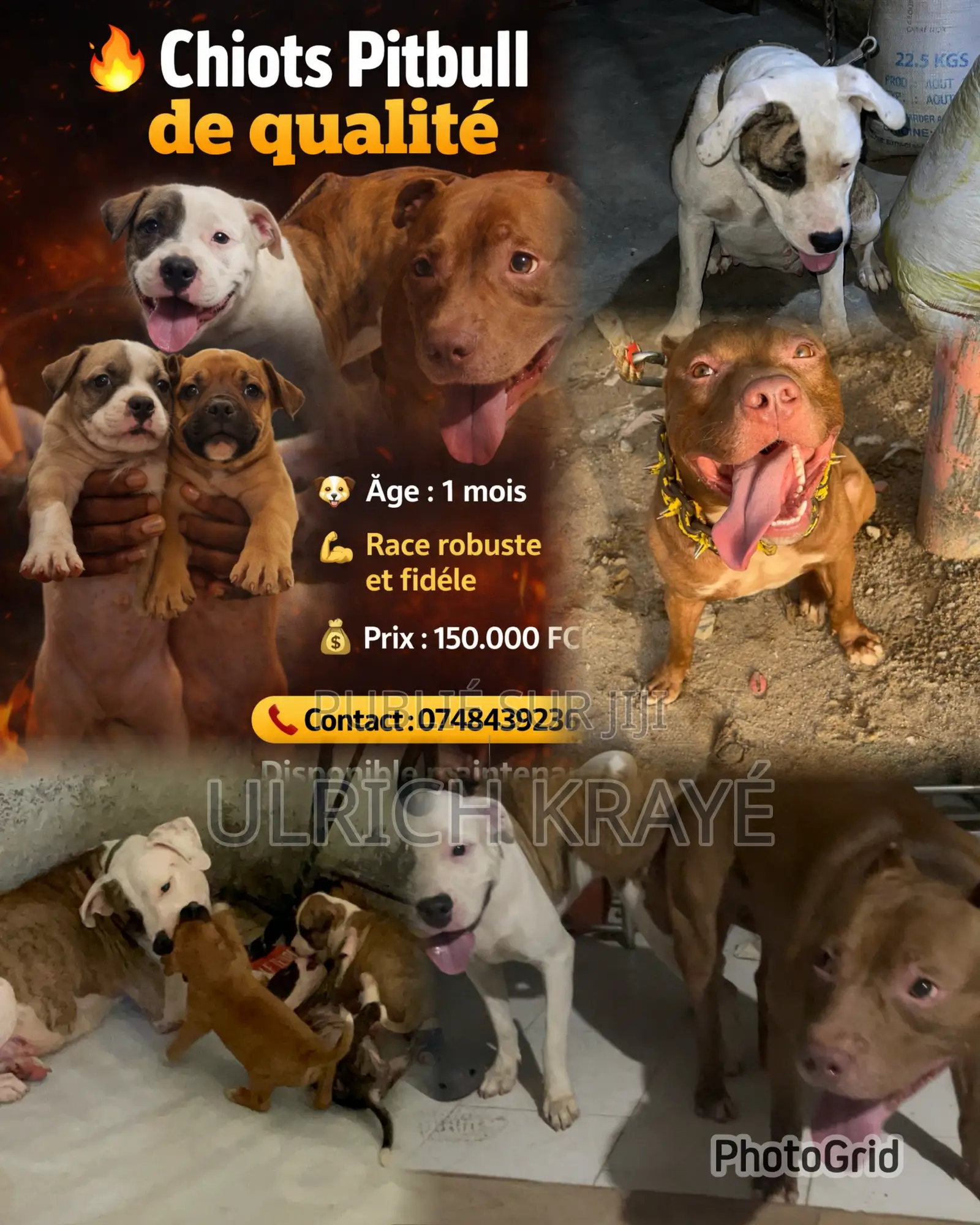 1-3 mois Homme Pure race American Pit Bull Terrier