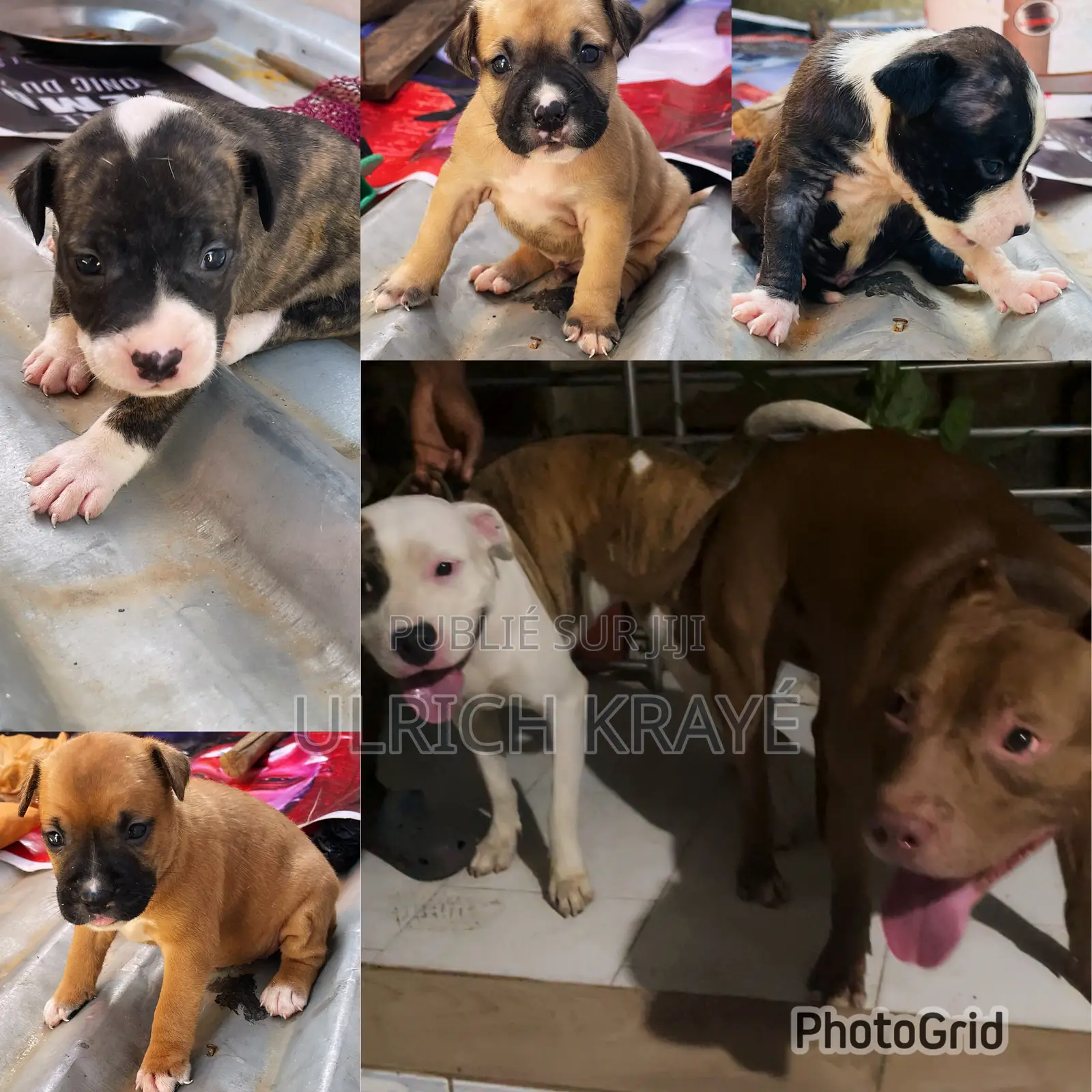1-3 mois Homme Pure race American Pit Bull Terrier