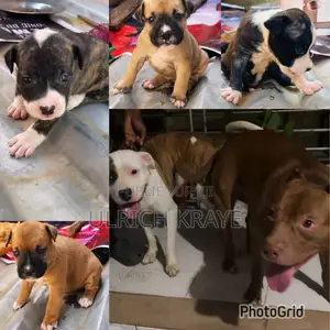 1-3 mois Homme Pure race American Pit Bull Terrier