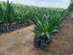 Création De Plantation Et Vente De Pépinière De Palmier À Huile