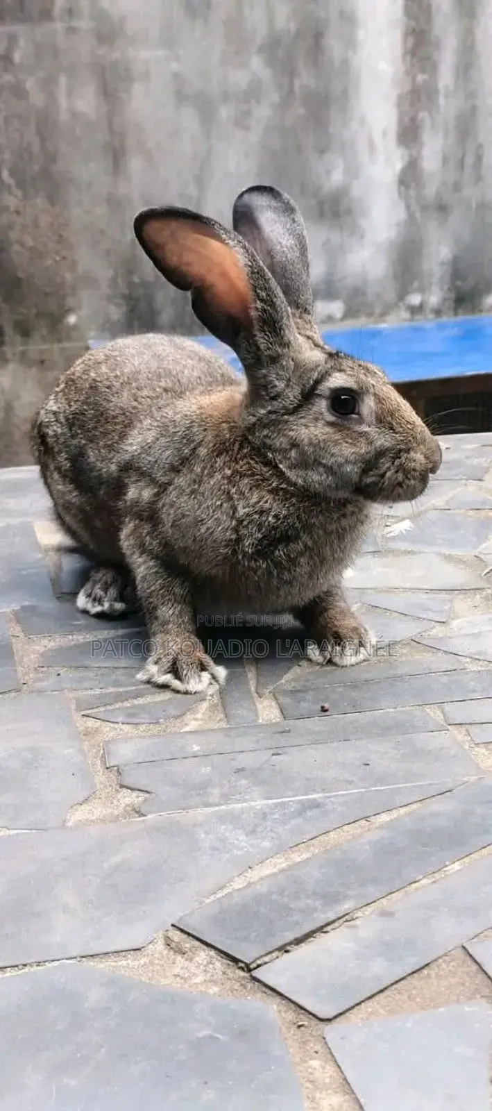 Vente De Lapins