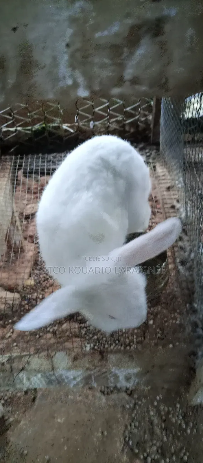 Vente De Lapins