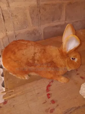 Vente De Lapins