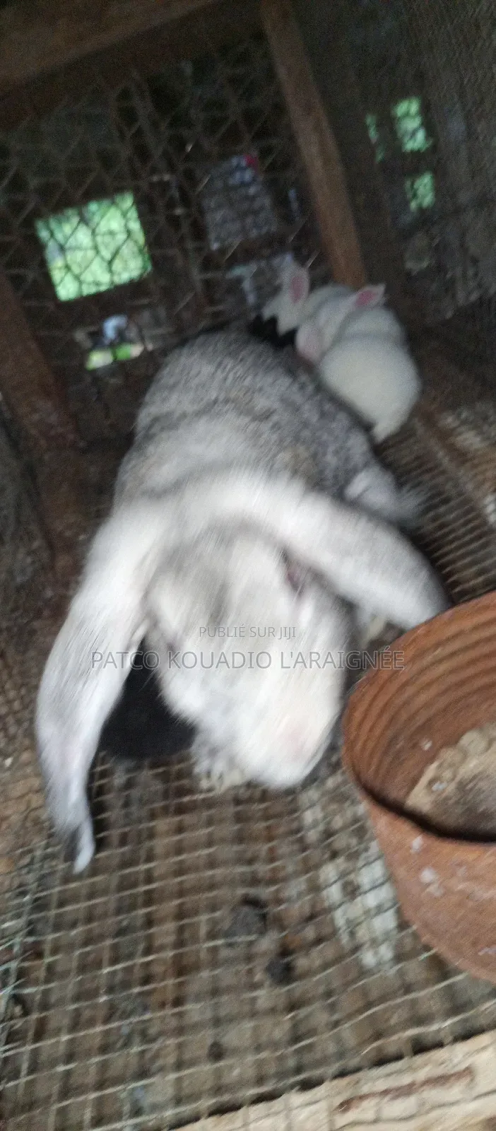 Vente De Lapins