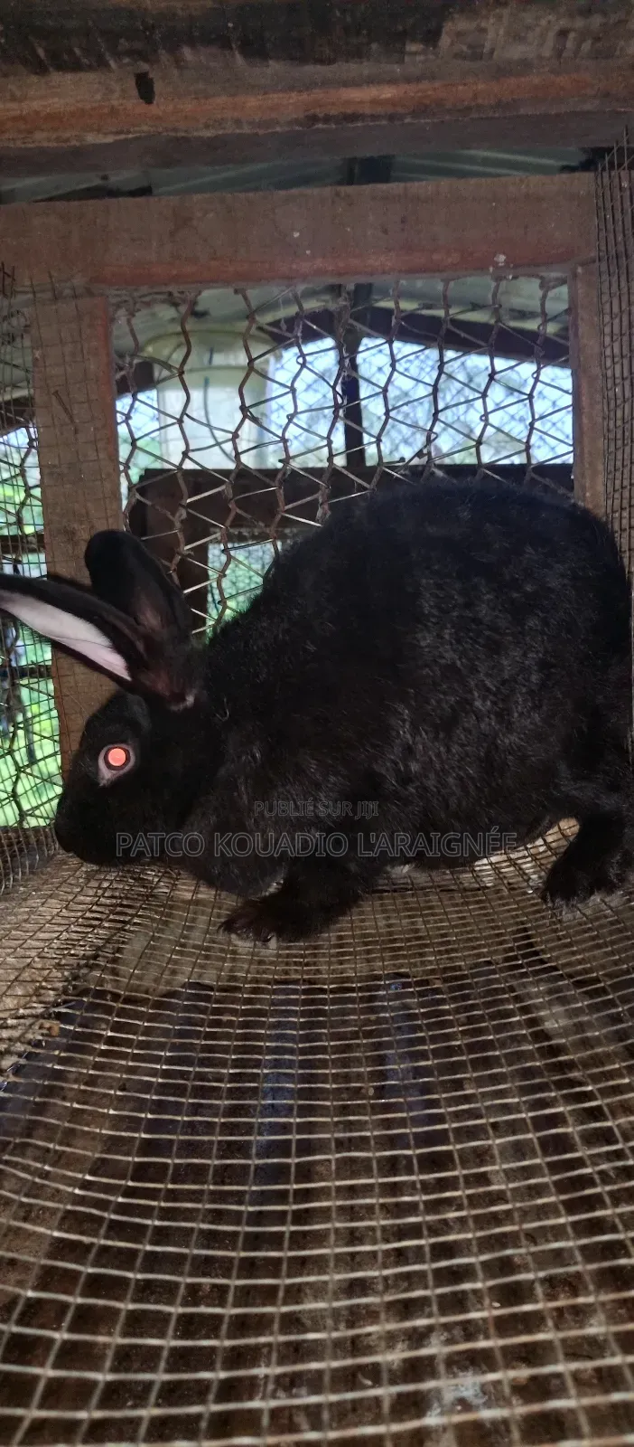 Vente De Lapins