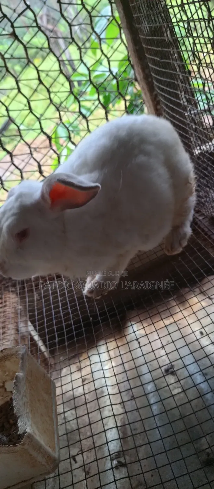 Vente De Lapins