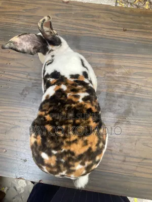 J'ai De Bons Lapins Consommables Et À Élever