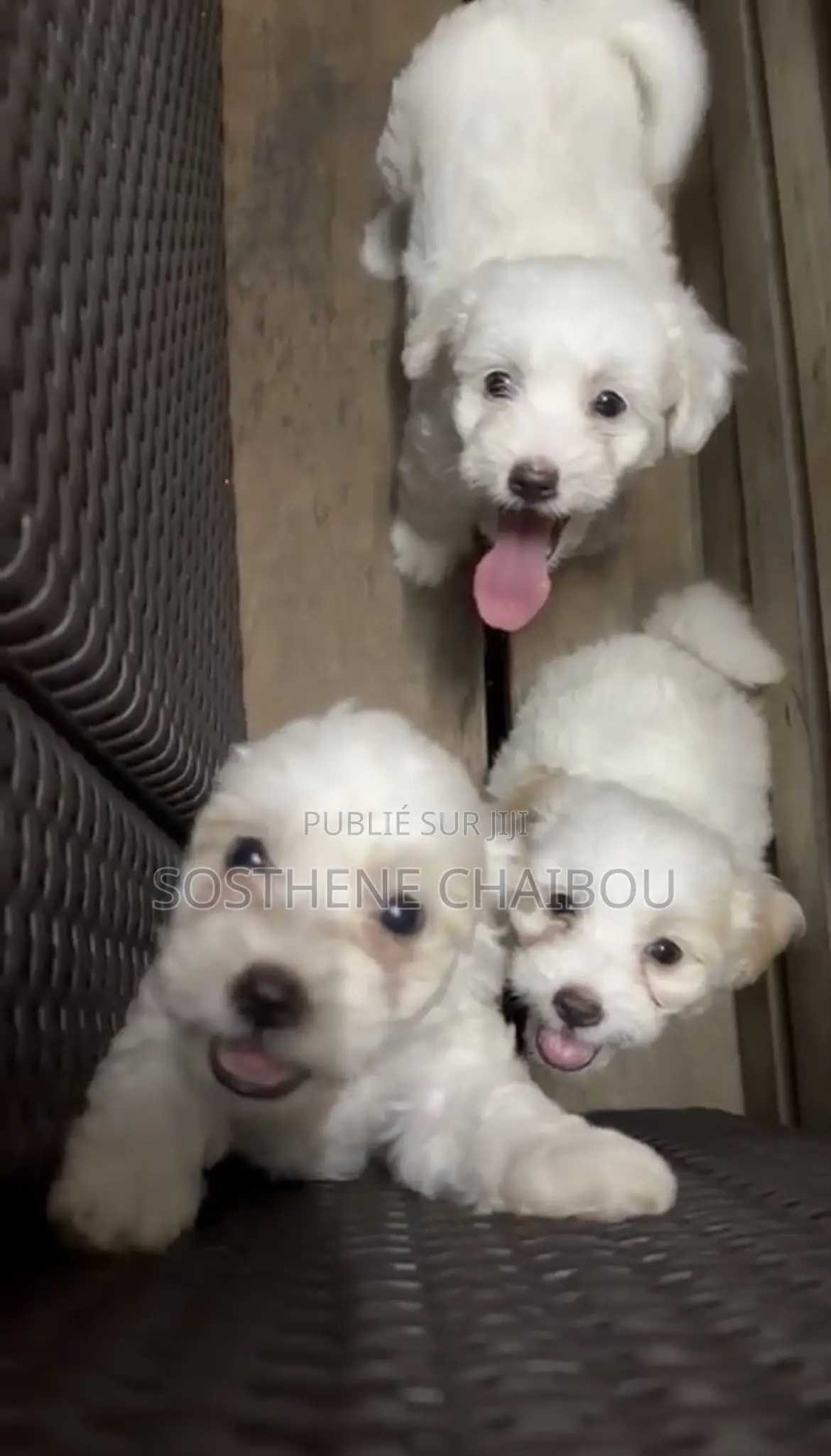 1-3 mois Femme Pure race Bichon Frise