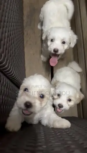 1-3 mois Femme Pure race Bichon Frise