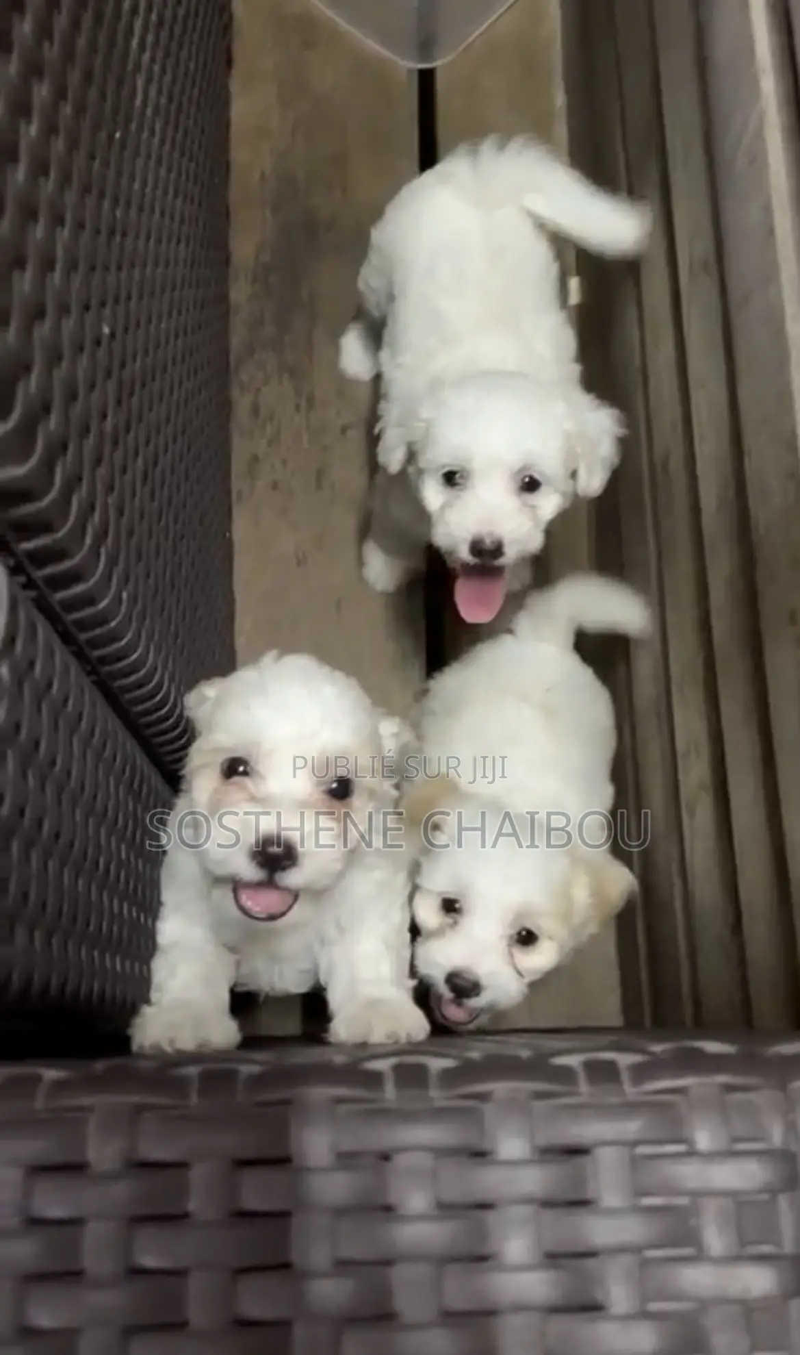 1-3 mois Femme Pure race Bichon Frise