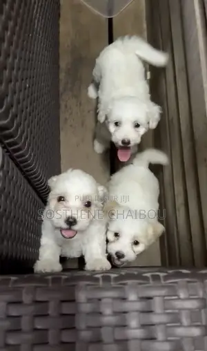 1-3 mois Femme Pure race Bichon Frise