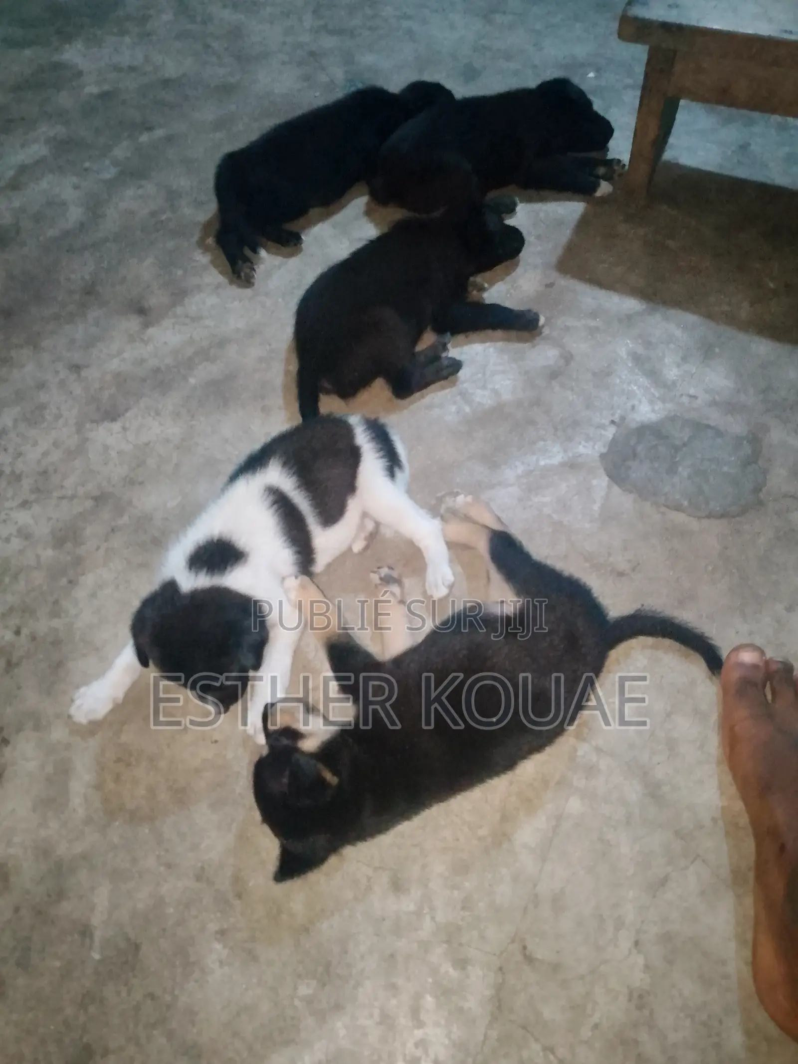 1-3 mois Homme Race mixte Doberman Pinscher