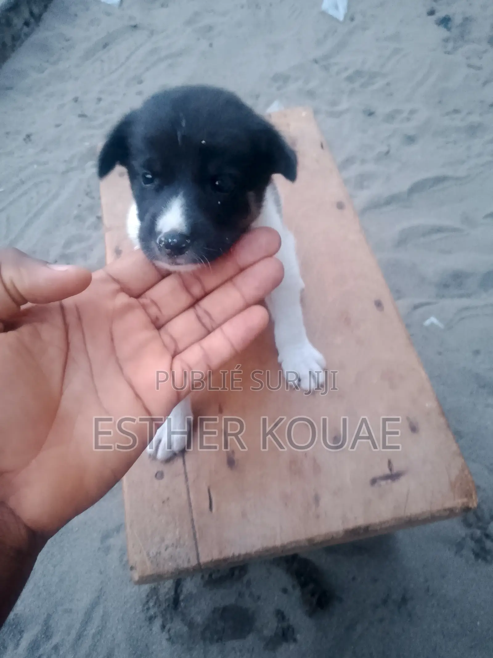1-3 mois Femme Race mixte Border Collie