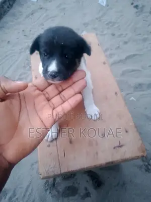 1-3 mois Femme Race mixte Border Collie