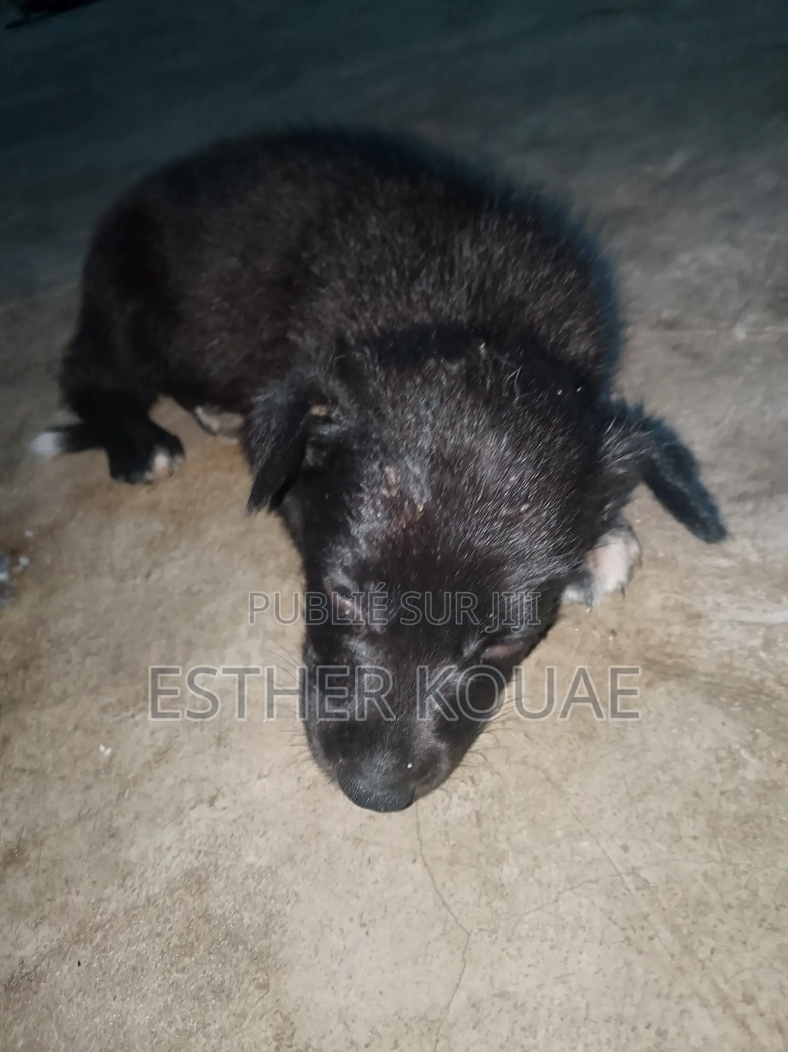 1-3 mois Homme Race mixte Labrador Retriever