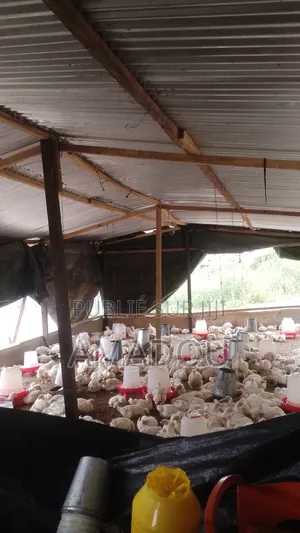 Poulets De Chair