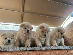 1-3 mois Homme Pure race Chow Chow