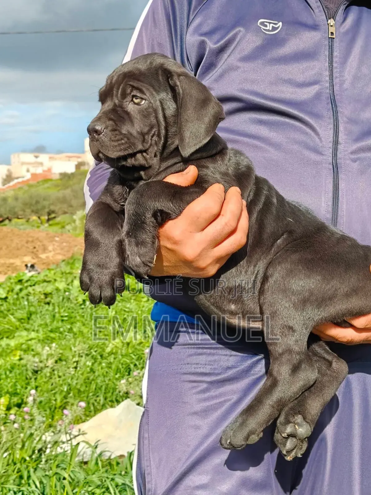 1-3 mois Homme Pure race Cane Corso