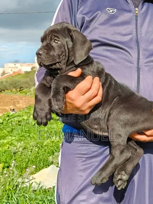 1-3 mois Homme Pure race Cane Corso