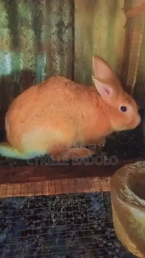 Lapin a Vendre