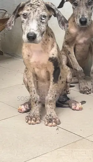 1-3 mois Femme Pure race Great Dane