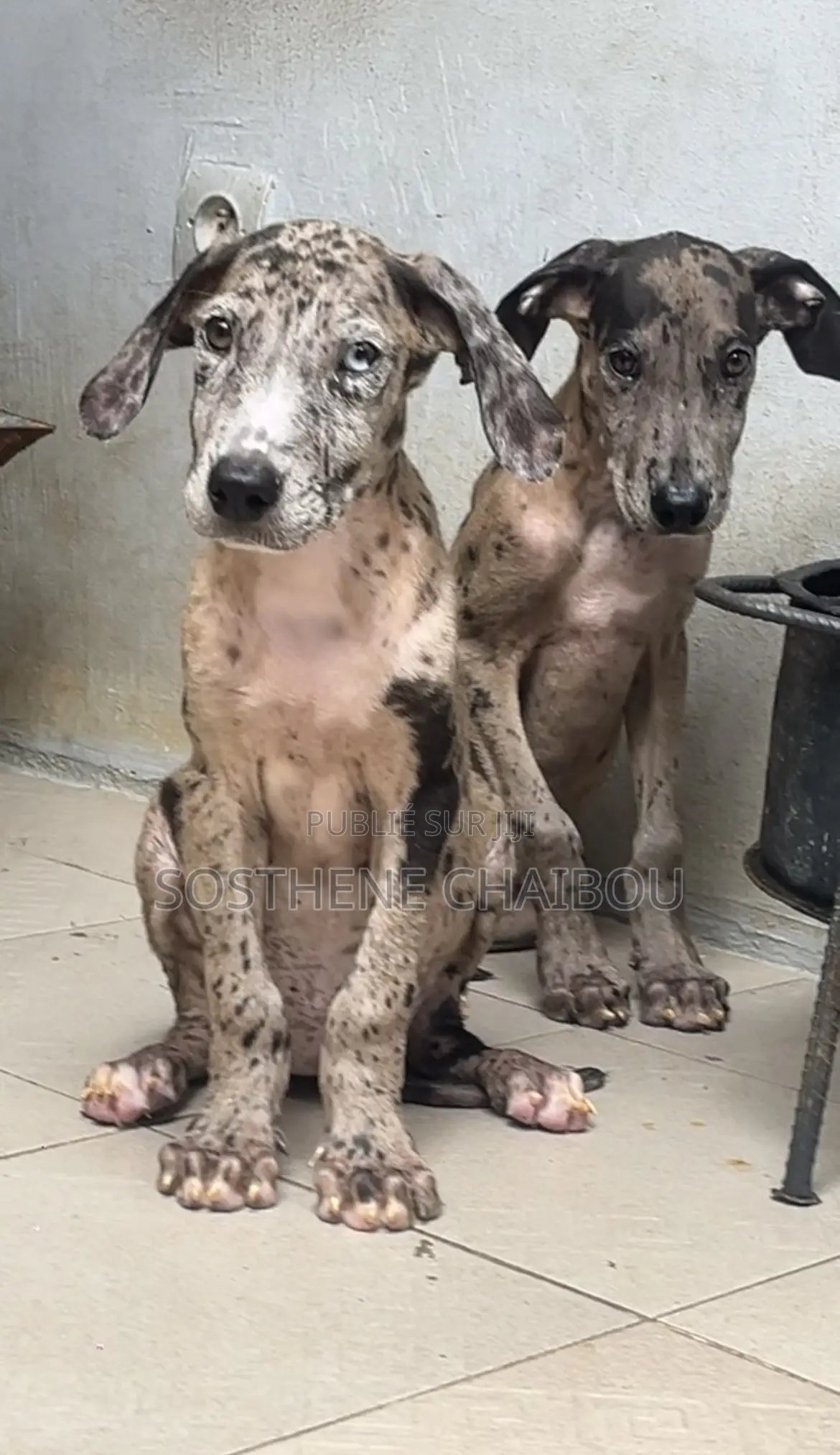 1-3 mois Femme Pure race Great Dane